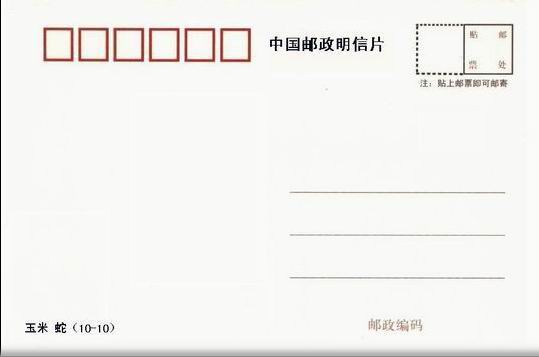 玉米蛇（10-10）背面图.jpg