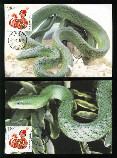 2..2013年蛇极限片多种版本（2012年沈阳动物协会-动物原型版-4.jpg