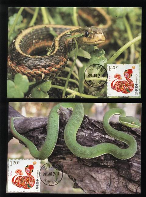 2..2013年蛇极限片多种版本（2012年沈阳动物协会-动物原型版-5.jpg