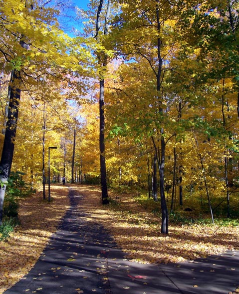 MSU forest trail.jpg